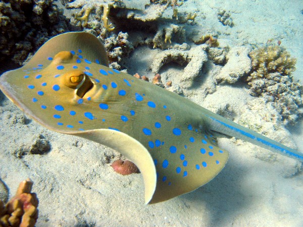 Blue Spotted Stingray