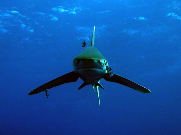 Oceanic whitetip frontal