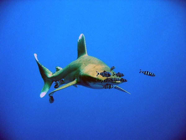 Oceanic whitetip sideview