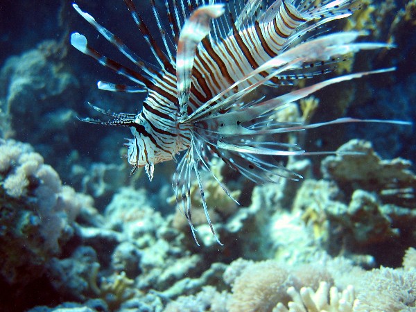 Lionfish