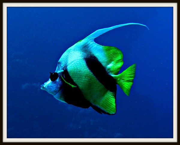 Bannerfish