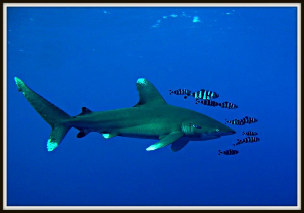 Ocean whitetip