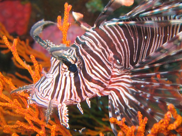 Lionfish