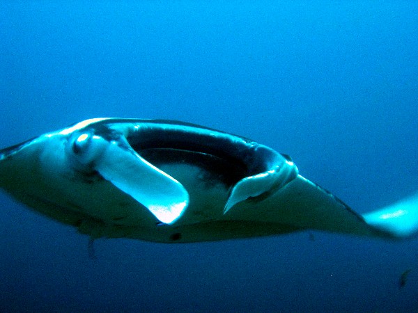 Manta Ray