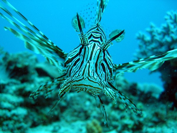 Lionfish