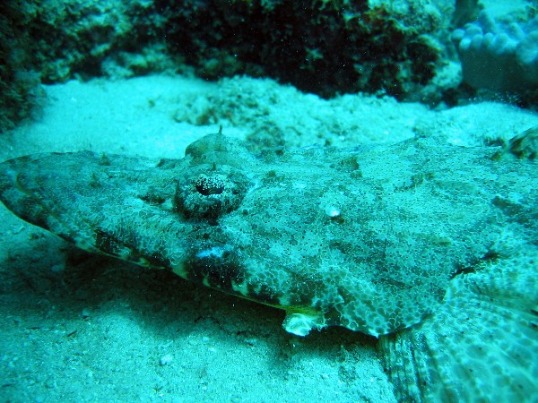 Crocodile Fish